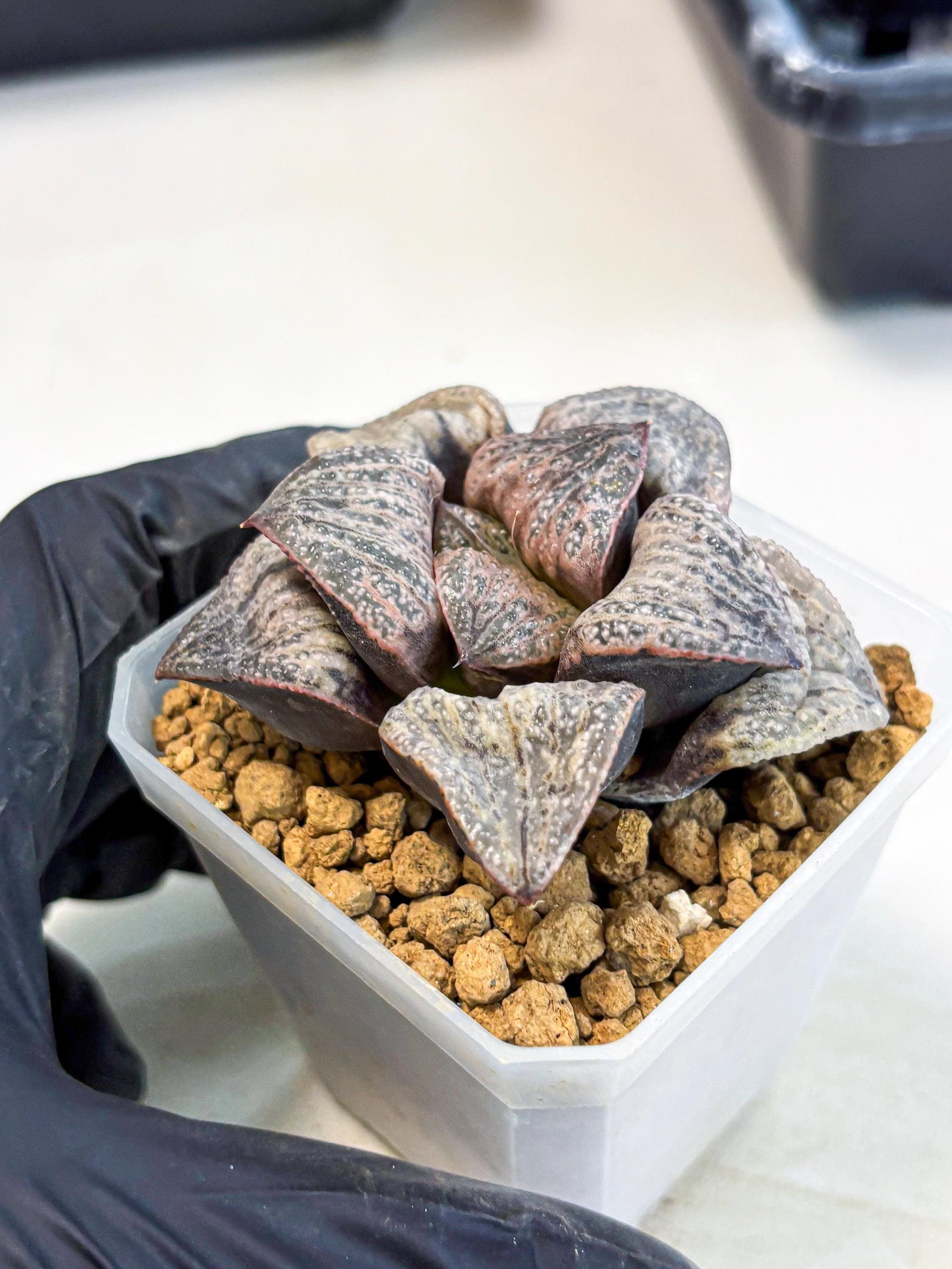 Haworthia Splendens Hana Aoi (wa1) (p6) | Japan Succulent