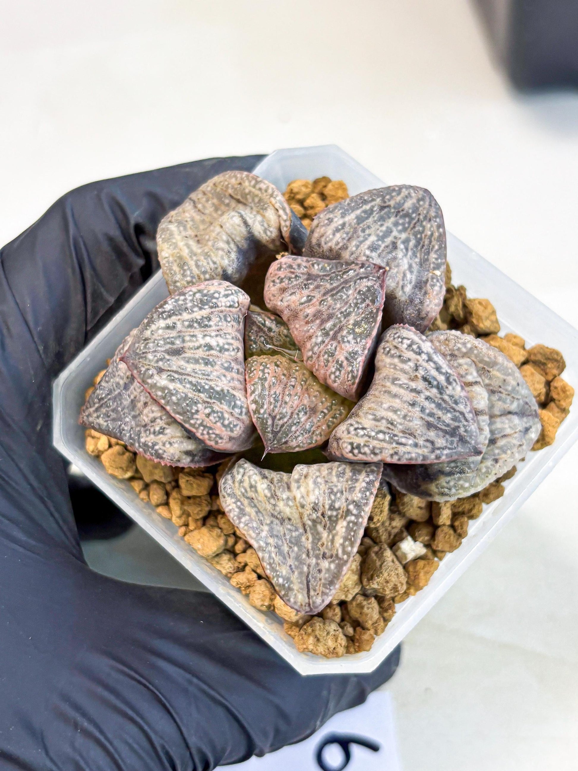 Haworthia Splendens Hana Aoi (wa1) (p6) | Japan Succulent
