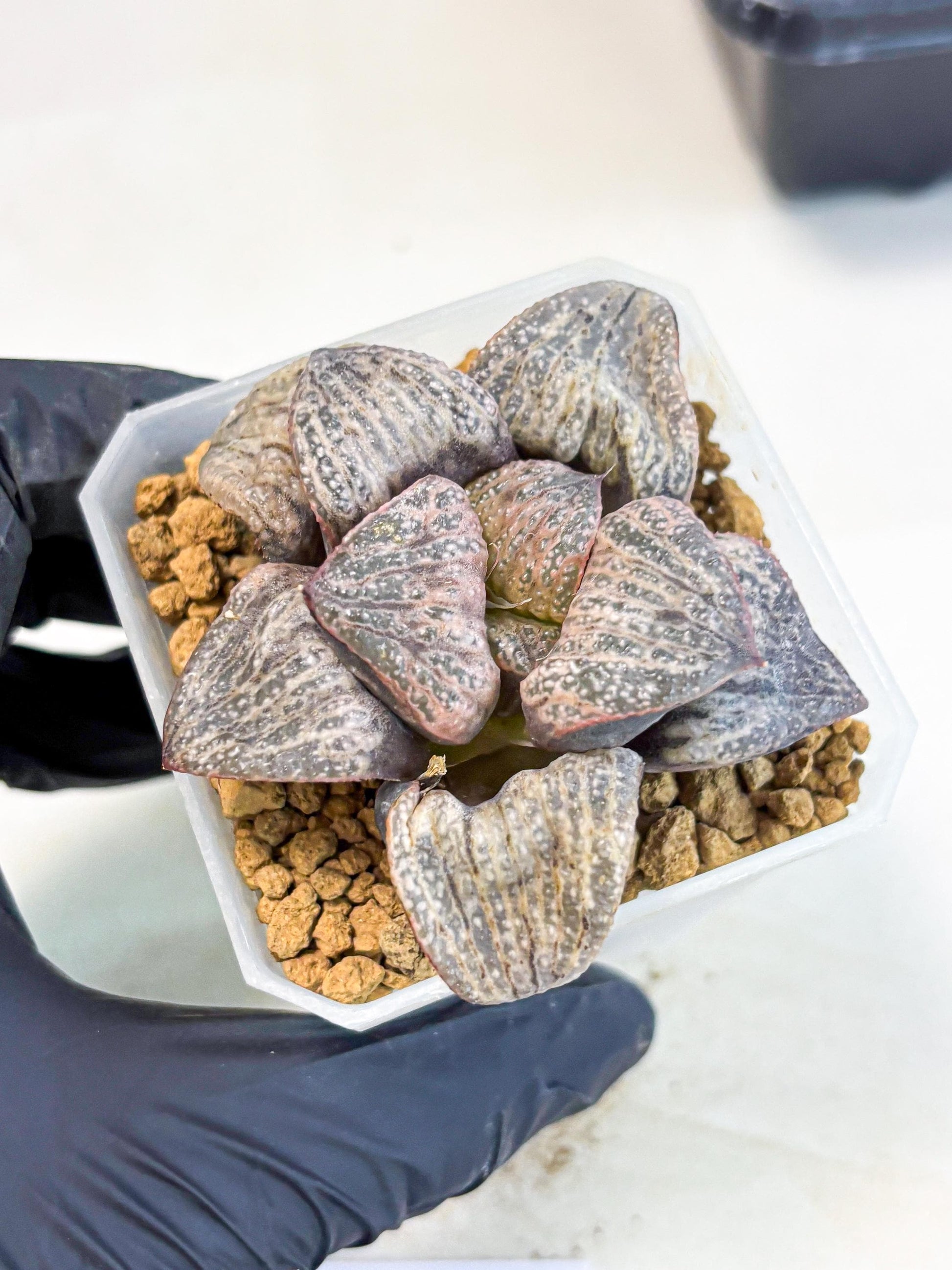 Haworthia Splendens Hana Aoi (wa1) (p6) | Japan Succulent