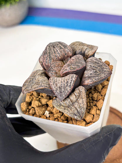 Haworthia Splendens Hana Aoi (wa1) (p6) | Japan Succulent