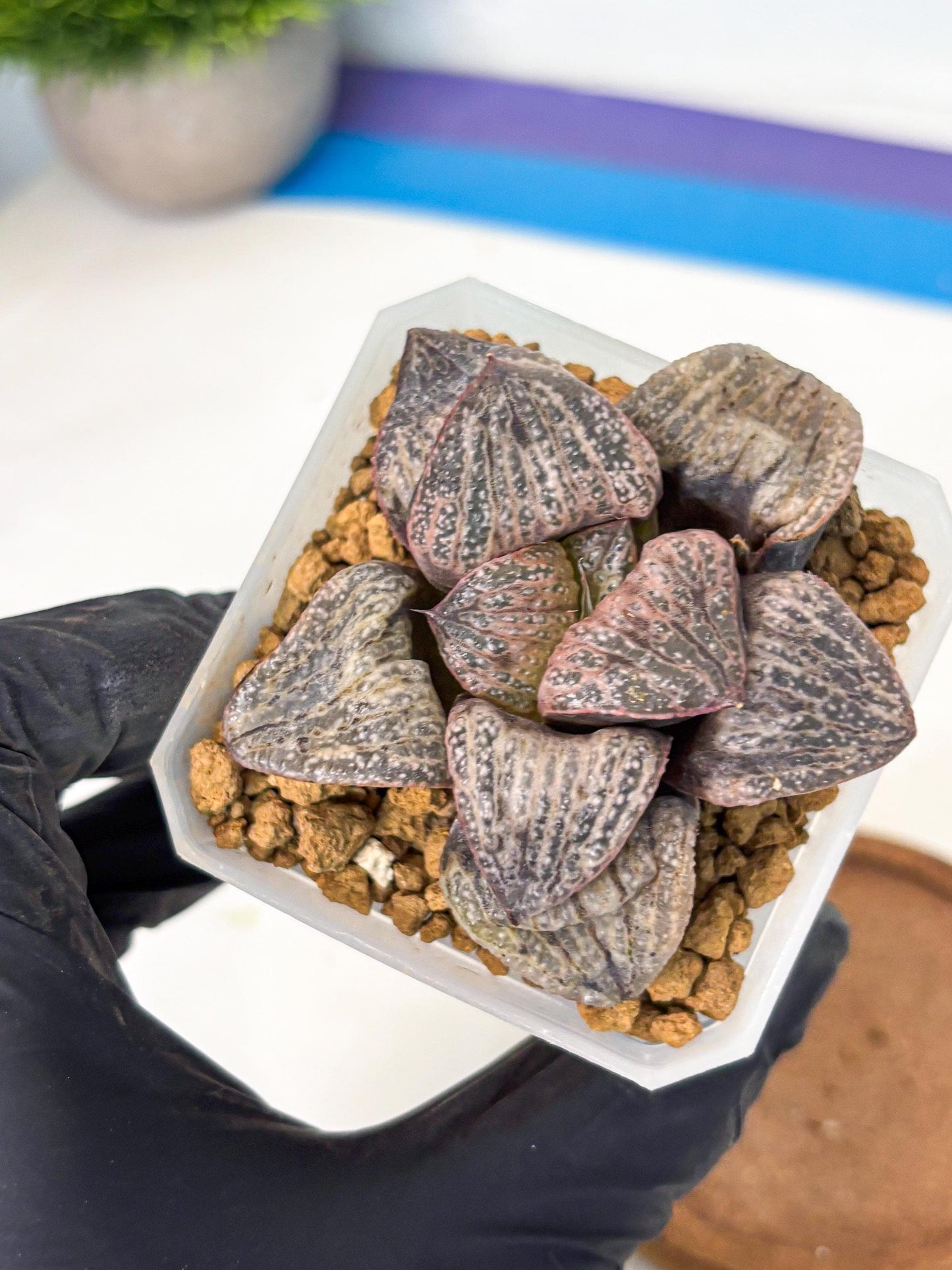 Haworthia Splendens Hana Aoi (wa1) (p6) | Japan Succulent
