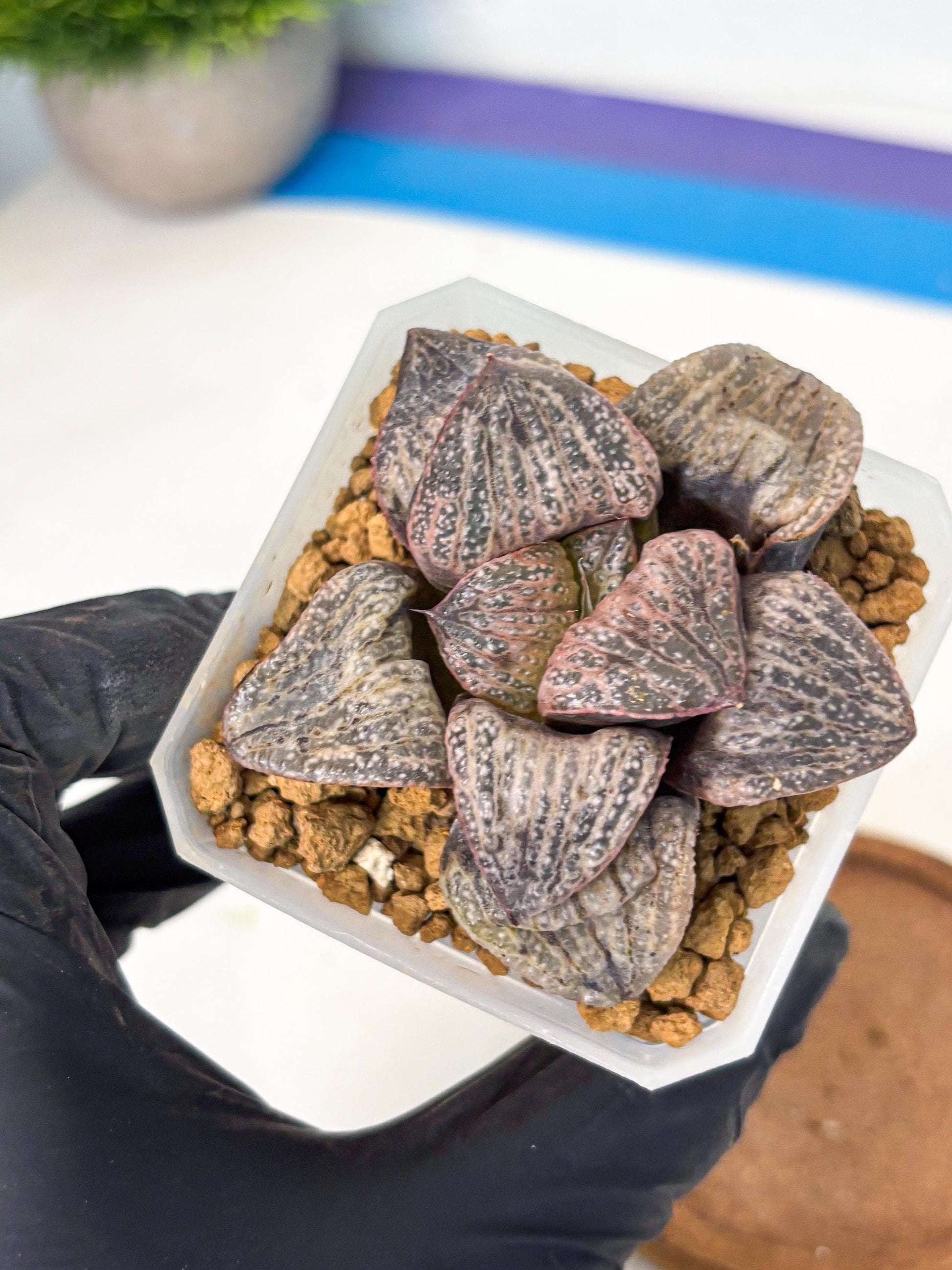 Haworthia Splendens Hana Aoi (wa1) (p6) | Japan Succulent