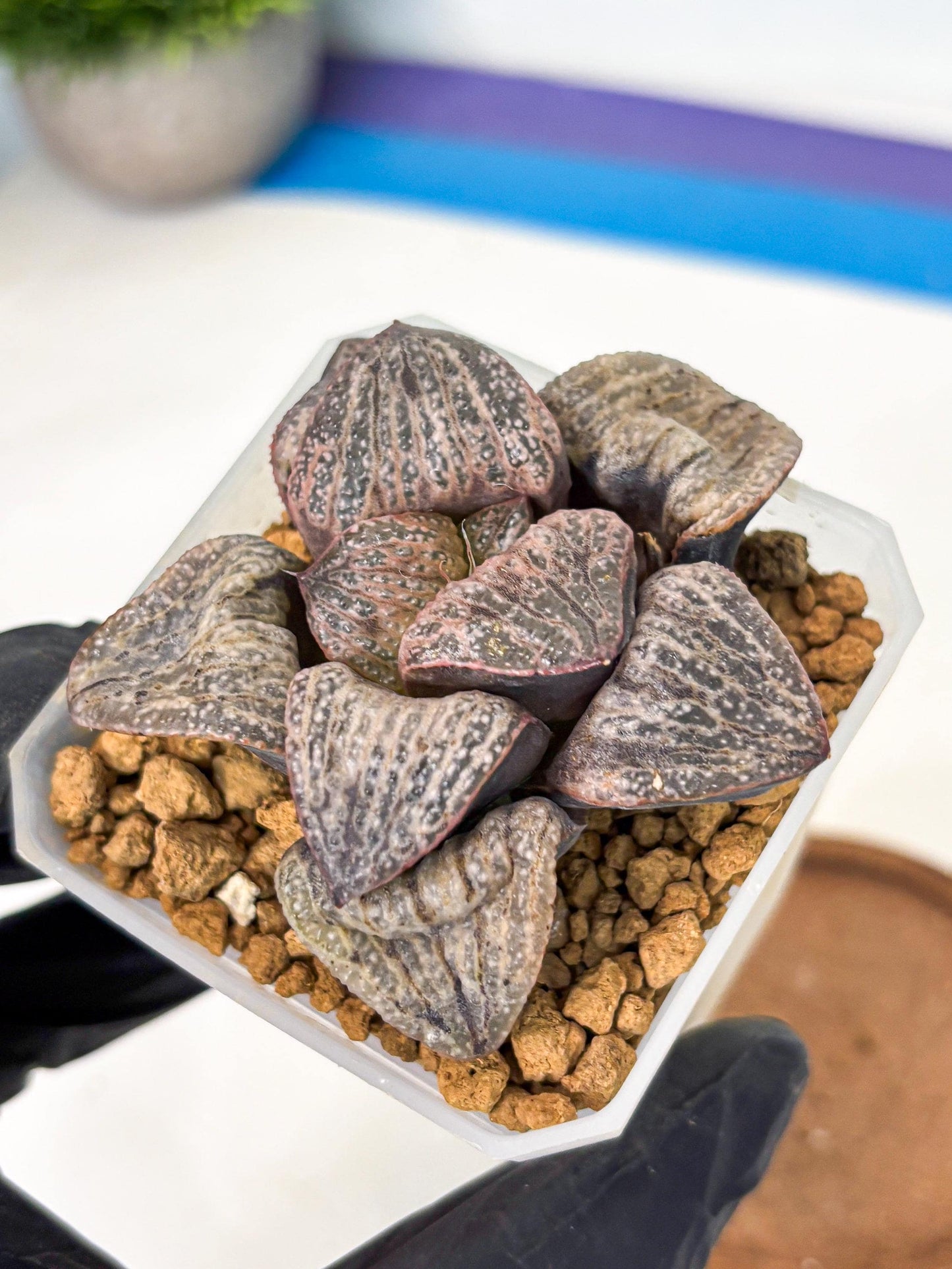 Haworthia Splendens Hana Aoi (wa1) (p6) | Japan Succulent