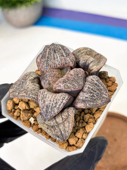 Haworthia Splendens Hana Aoi (wa1) (p6) | Japan Succulent