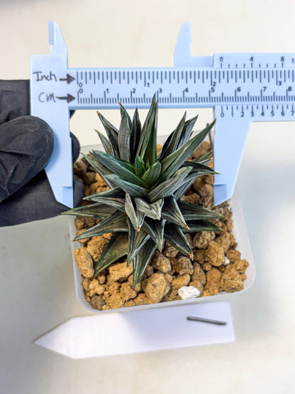 Haworthia Ivory Tower White Var (wa4) (p1) | Rare Succulent