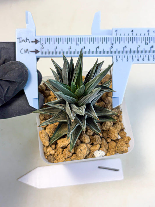 Haworthia Ivory Tower White Var (wa4) (p1) | Rare Succulent