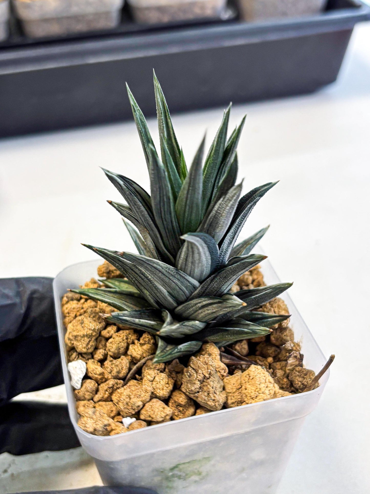 Haworthia Ivory Tower White Var (wa4) (p1) | Rare Succulent