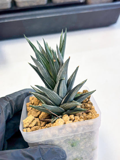 Haworthia Ivory Tower White Var (wa4) (p1) | Rare Succulent