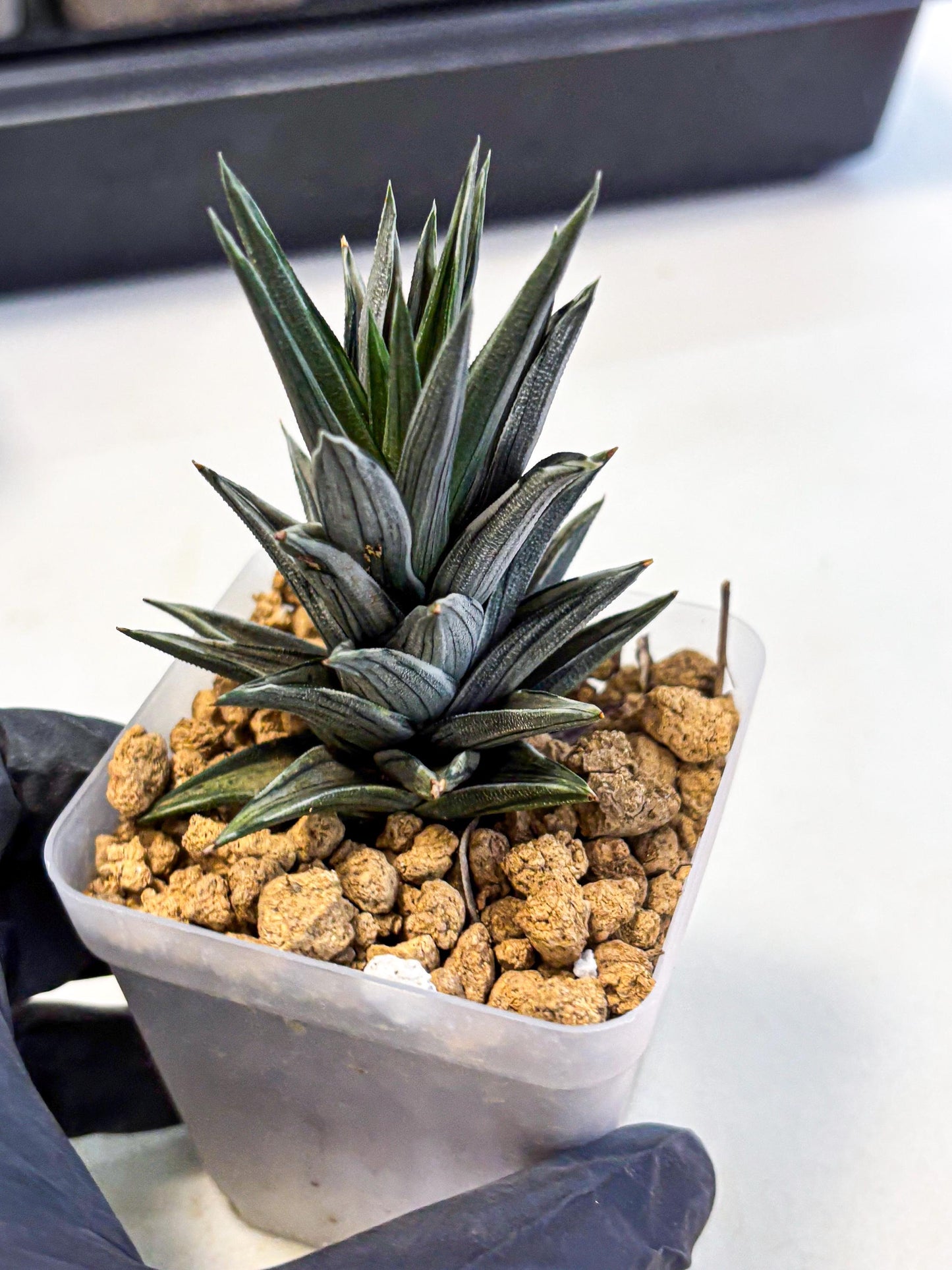 Haworthia Ivory Tower White Var (wa4) (p1) | Rare Succulent