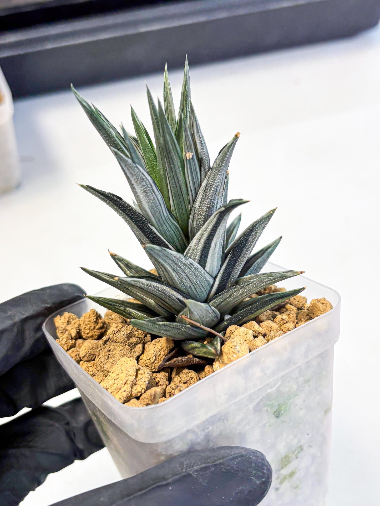 Haworthia Ivory Tower White Var (wa4) (p1) | Rare Succulent