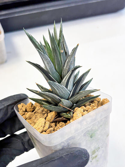 Haworthia Ivory Tower White Var (wa4) (p1) | Rare Succulent
