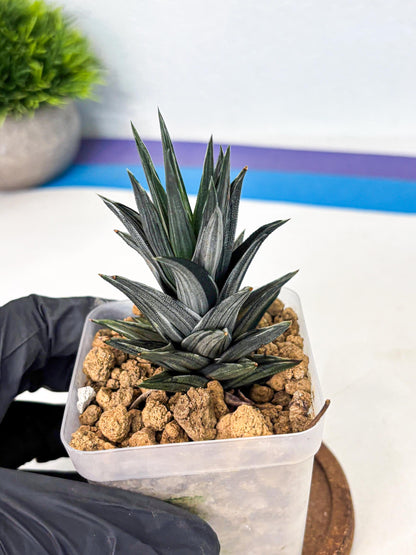 Haworthia Ivory Tower White Var (wa4) (p1) | Rare Succulent