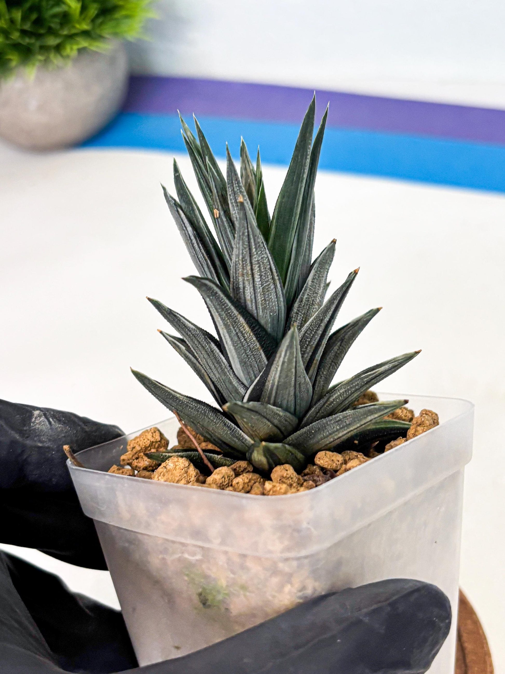 Haworthia Ivory Tower White Var (wa4) (p1) | Rare Succulent