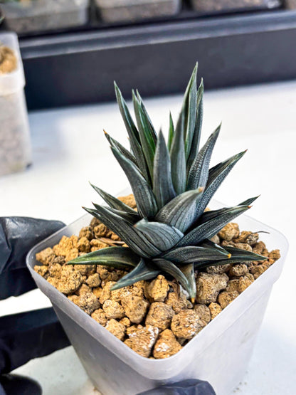 Haworthia Ivory Tower White Var (wa4) (p2) | Rare Succulent
