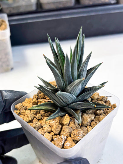 Haworthia Ivory Tower White Var (wa4) (p2) | Rare Succulent