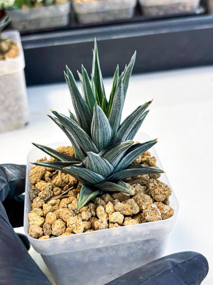 Haworthia Ivory Tower White Var (wa4) (p2) | Rare Succulent