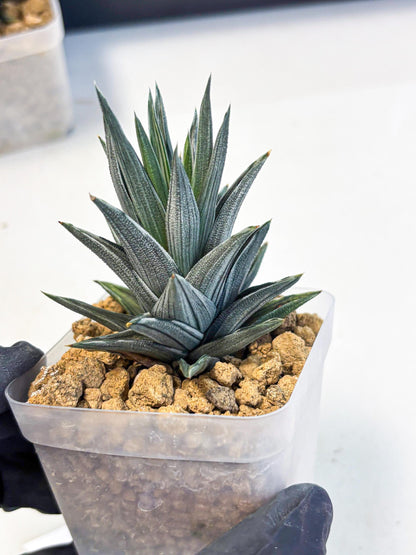 Haworthia Ivory Tower White Var (wa4) (p2) | Rare Succulent