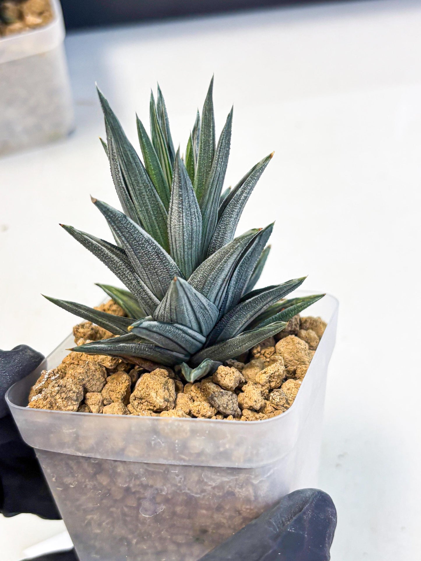 Haworthia Ivory Tower White Var (wa4) (p2) | Rare Succulent