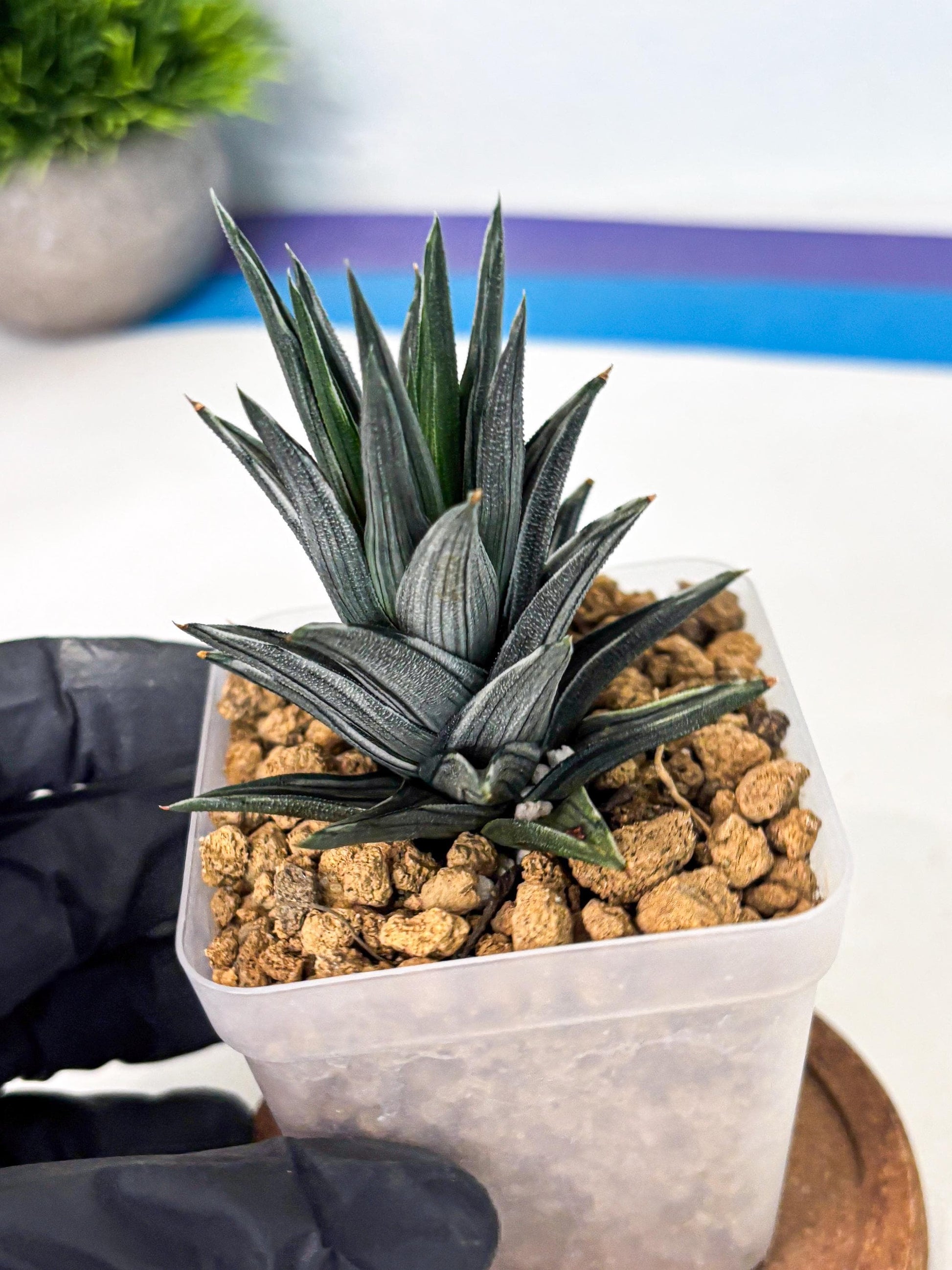 Haworthia Ivory Tower White Var (wa4) (p2) | Rare Succulent