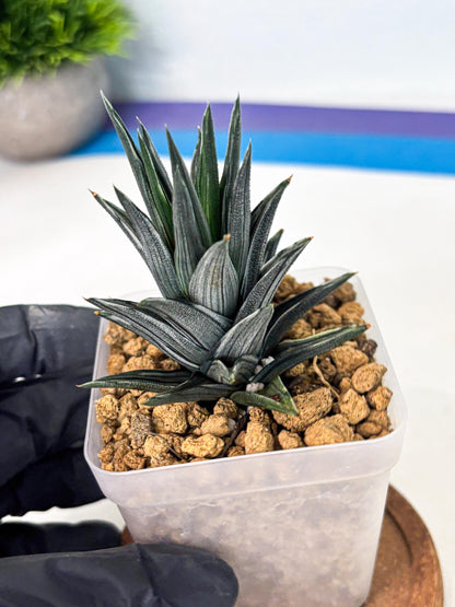 Haworthia Ivory Tower White Var (wa4) (p2) | Rare Succulent
