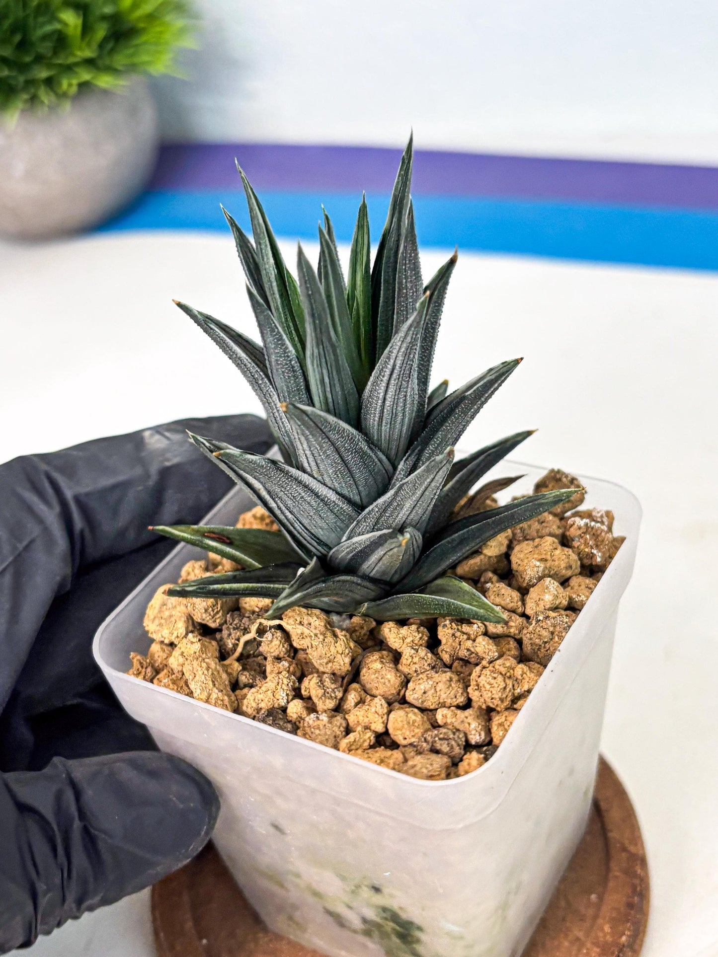 Haworthia Ivory Tower White Var (wa4) (p2) | Rare Succulent