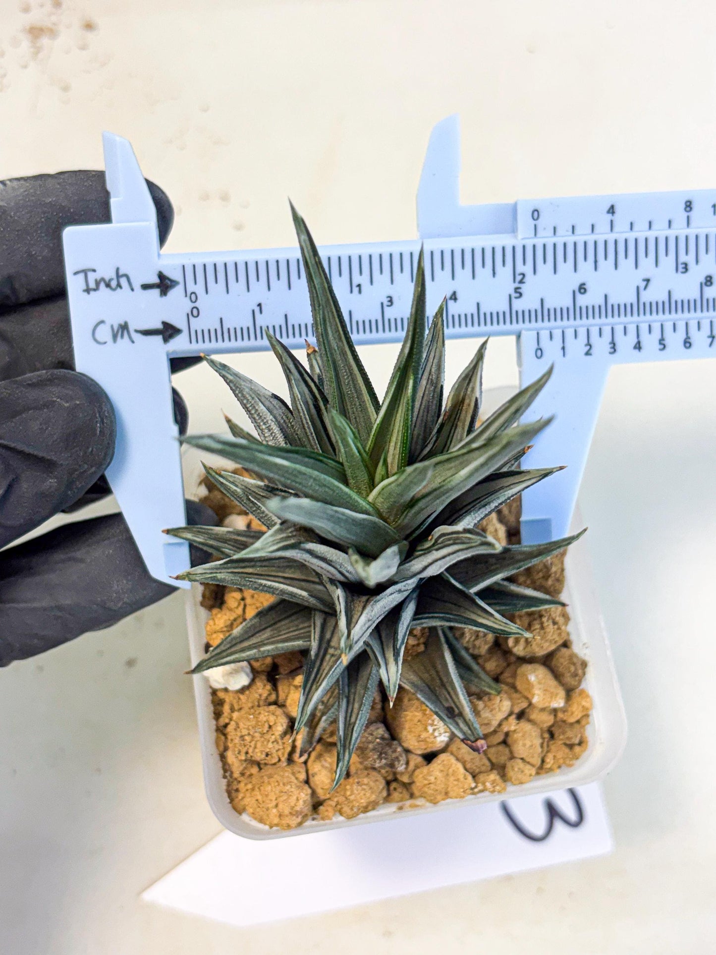 Haworthia Ivory Tower White Var (wa4) (p3) | Rare Succulent