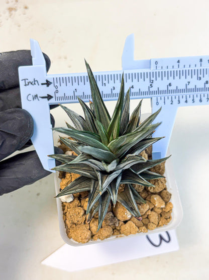 Haworthia Ivory Tower White Var (wa4) (p3) | Rare Succulent