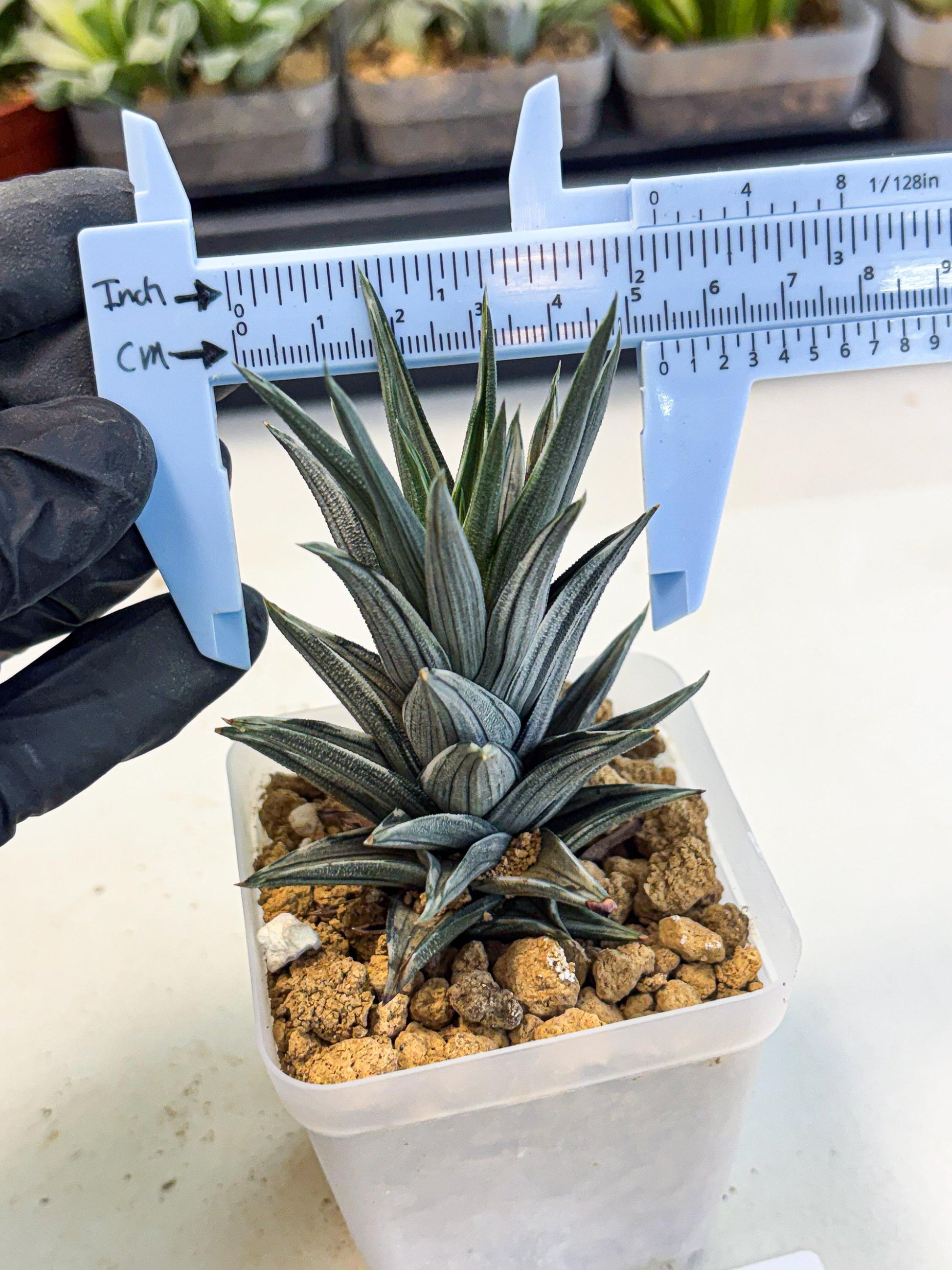 Haworthia Ivory Tower White Var (wa4) (p3) | Rare Succulent