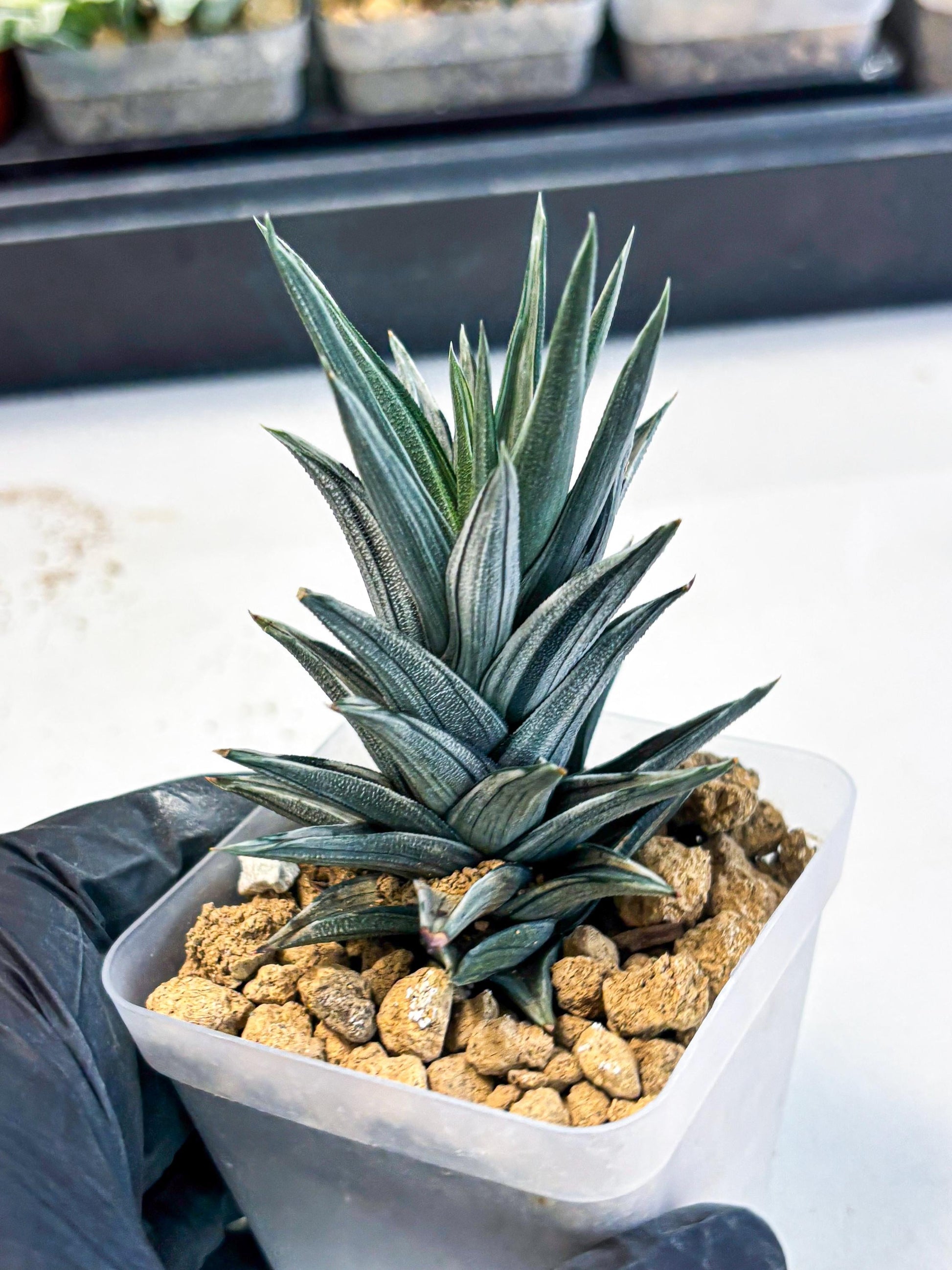 Haworthia Ivory Tower White Var (wa4) (p3) | Rare Succulent