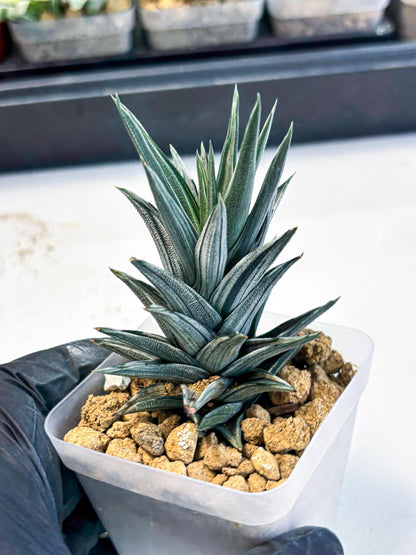 Haworthia Ivory Tower White Var (wa4) (p3) | Rare Succulent