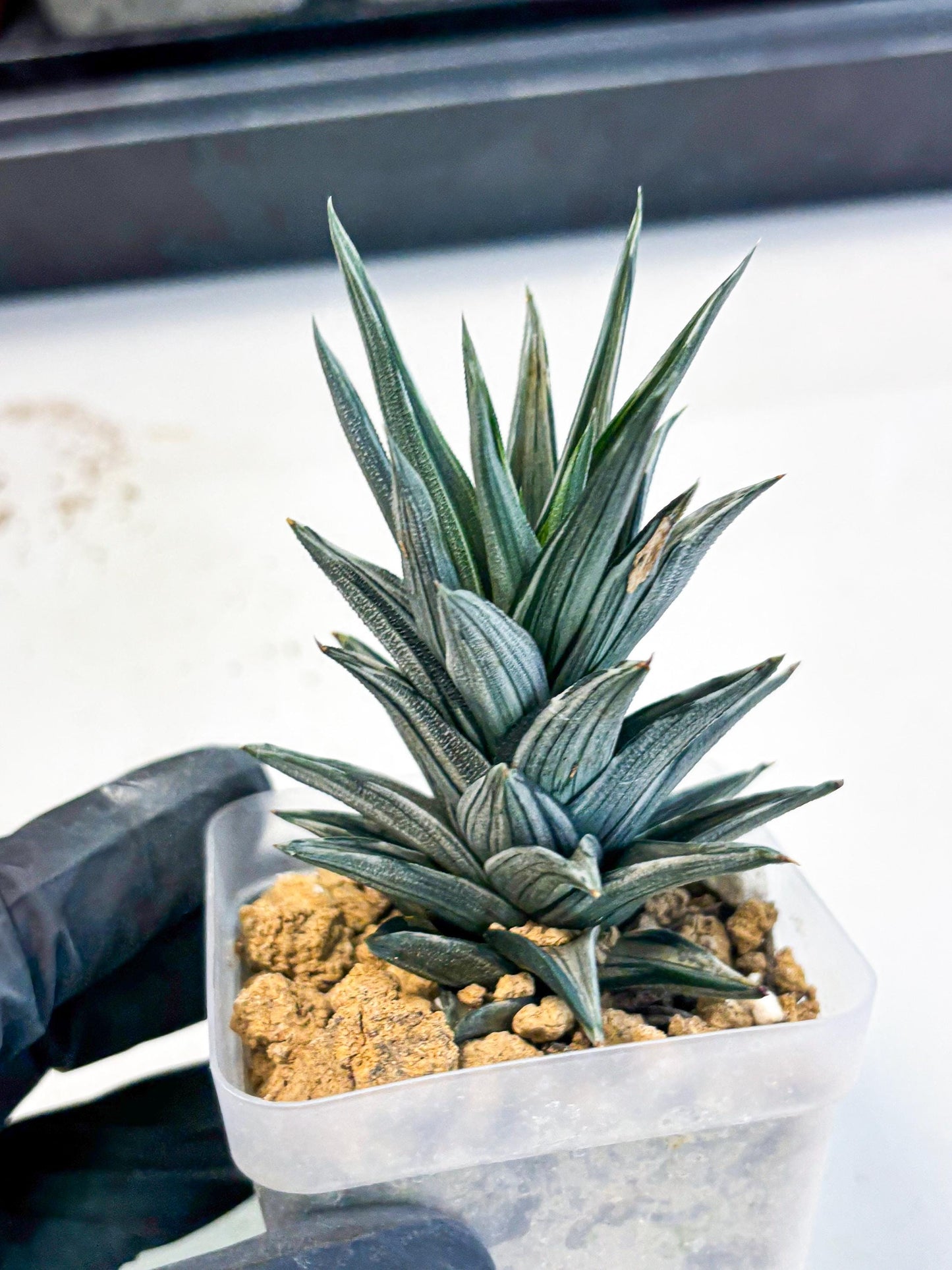 Haworthia Ivory Tower White Var (wa4) (p3) | Rare Succulent