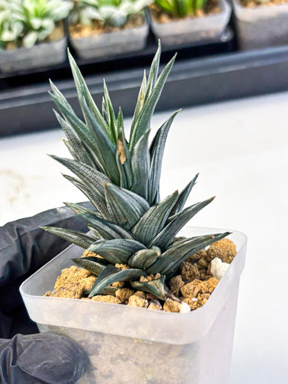 Haworthia Ivory Tower White Var (wa4) (p3) | Rare Succulent