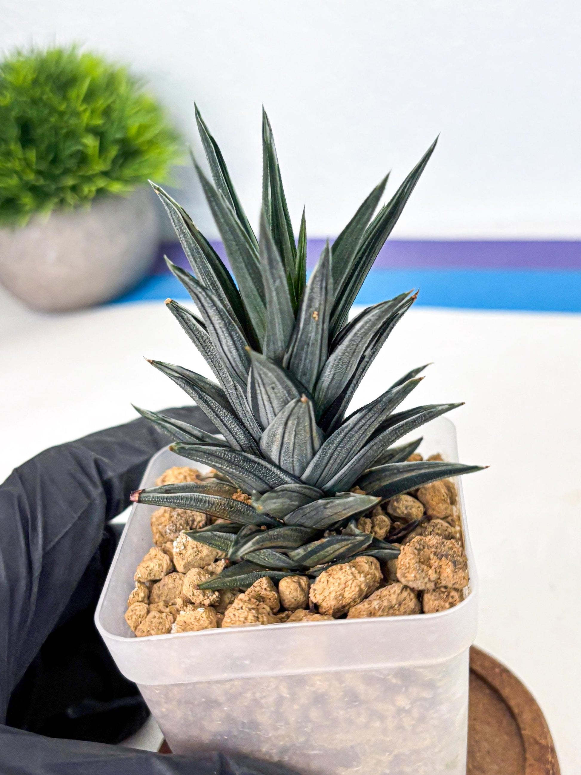 Haworthia Ivory Tower White Var (wa4) (p3) | Rare Succulent