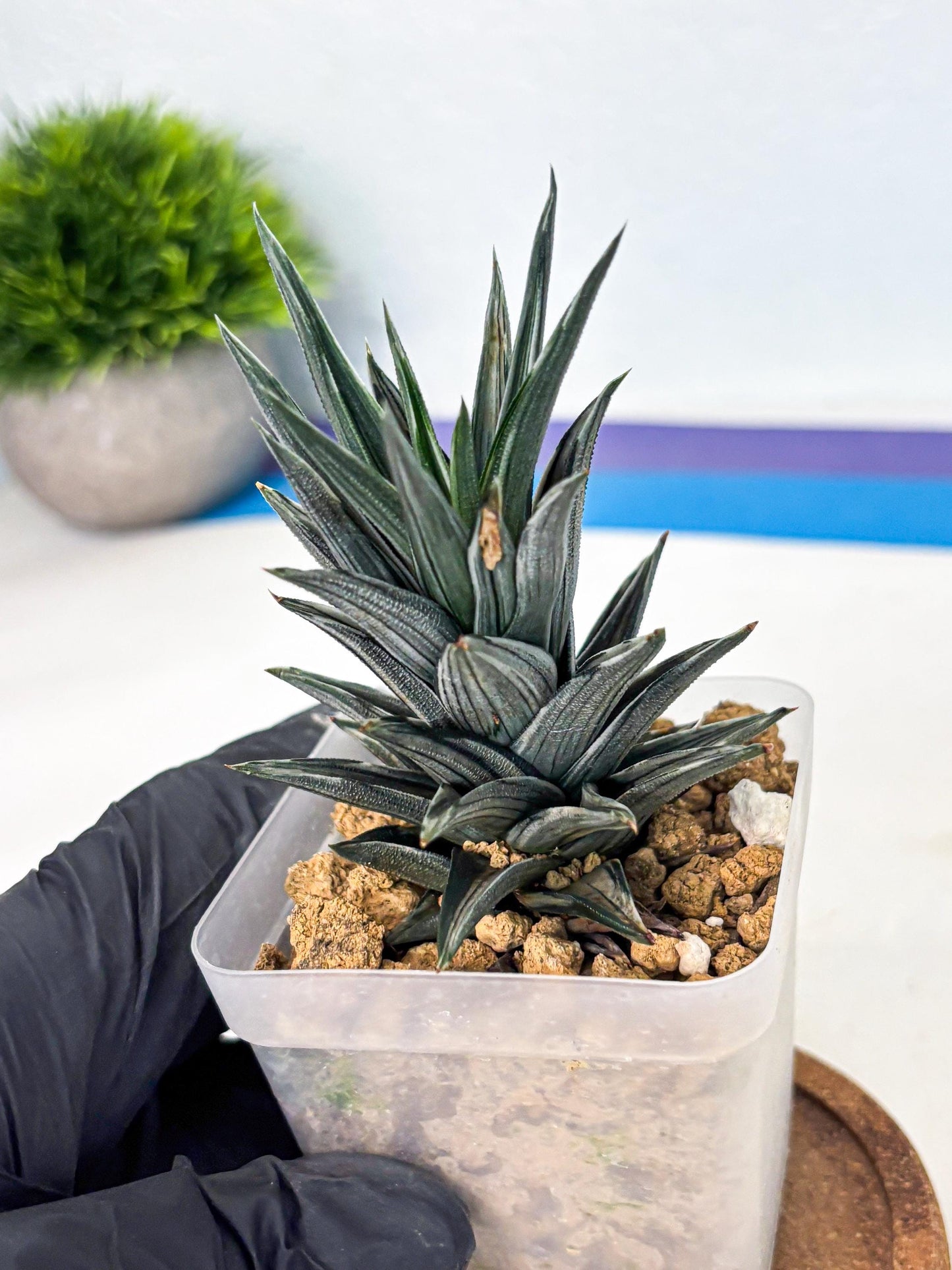 Haworthia Ivory Tower White Var (wa4) (p3) | Rare Succulent