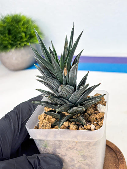 Haworthia Ivory Tower White Var (wa4) (p3) | Rare Succulent