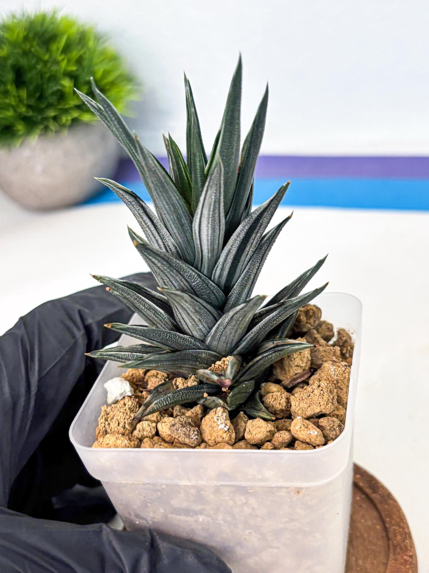 Haworthia Ivory Tower White Var (wa4) (p3) | Rare Succulent