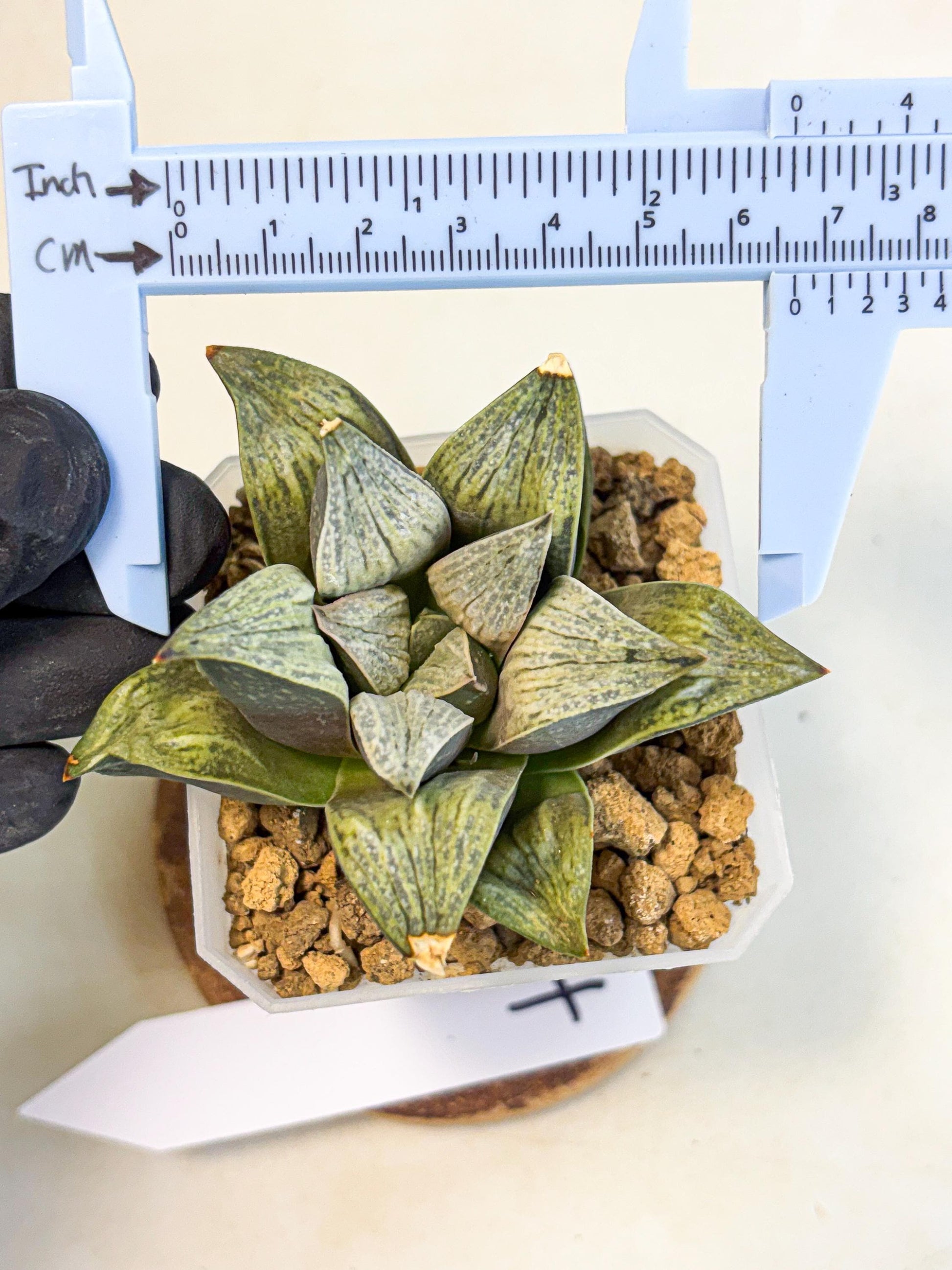 Haworthia Stabilo (wa4) (p4) | Rare Succulent