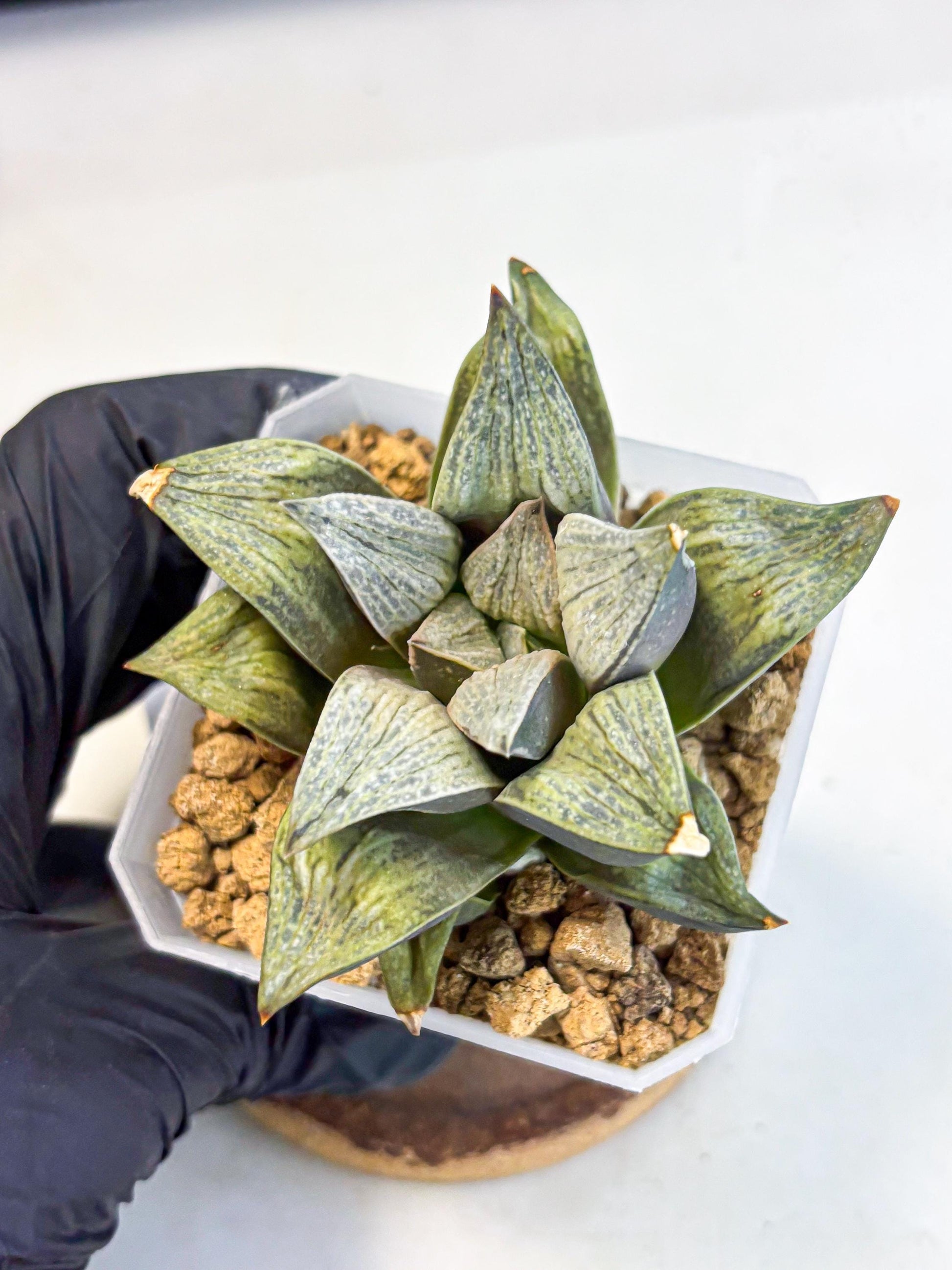 Haworthia Stabilo (wa4) (p4) | Rare Succulent
