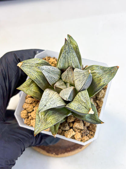 Haworthia Stabilo (wa4) (p4) | Rare Succulent