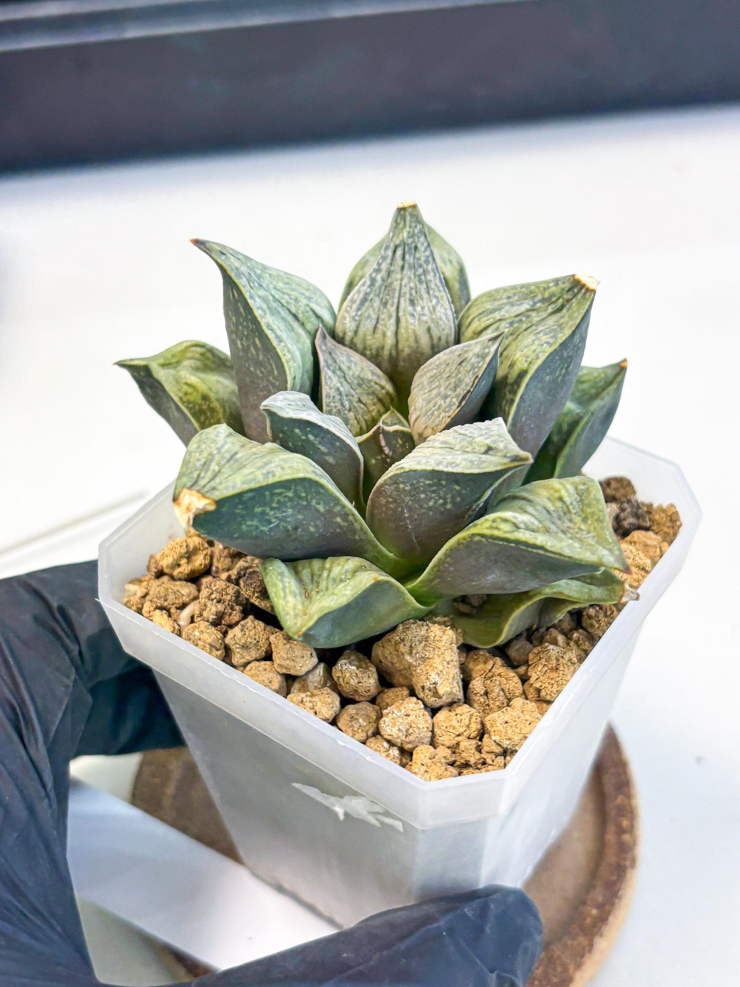 Haworthia Stabilo (wa4) (p4) | Rare Succulent