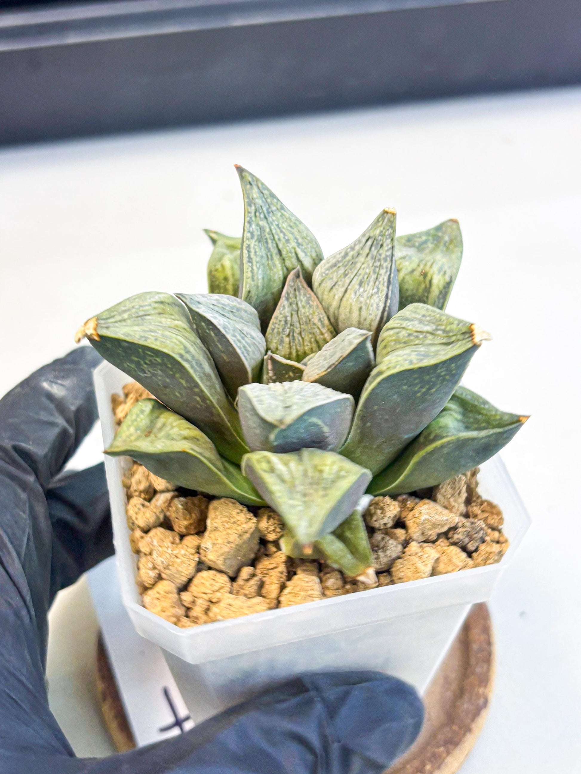 Haworthia Stabilo (wa4) (p4) | Rare Succulent