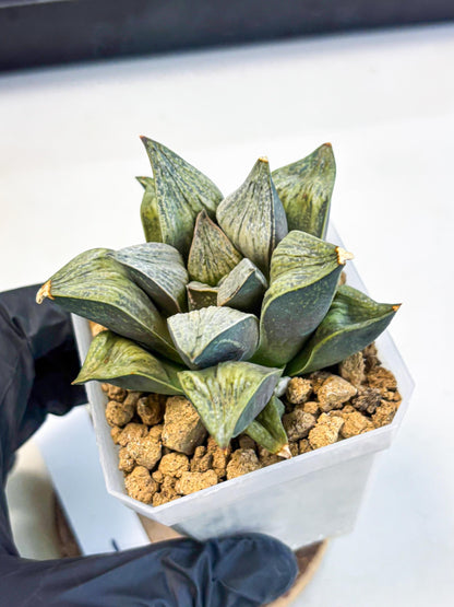 Haworthia Stabilo (wa4) (p4) | Rare Succulent