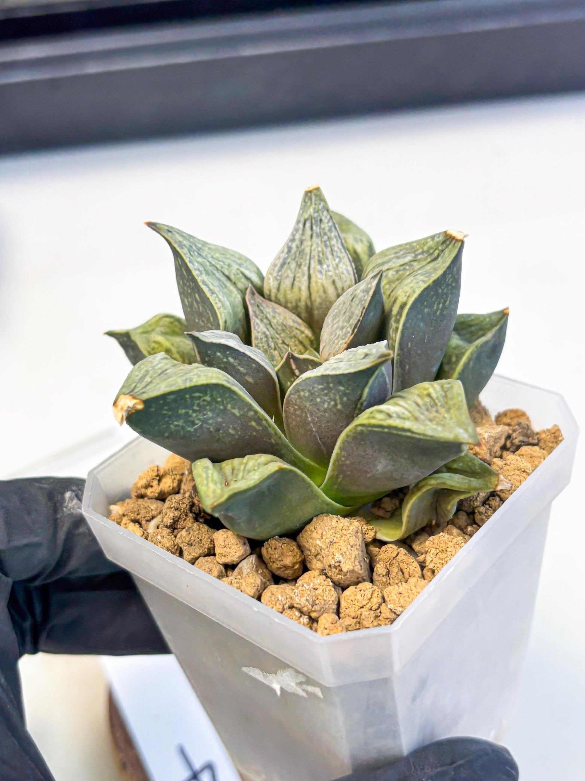 Haworthia Stabilo (wa4) (p4) | Rare Succulent