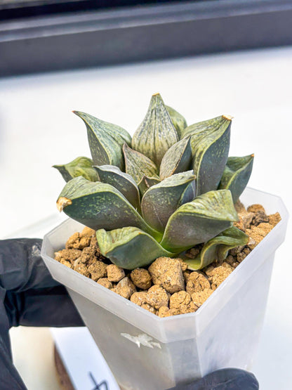 Haworthia Stabilo (wa4) (p4) | Rare Succulent