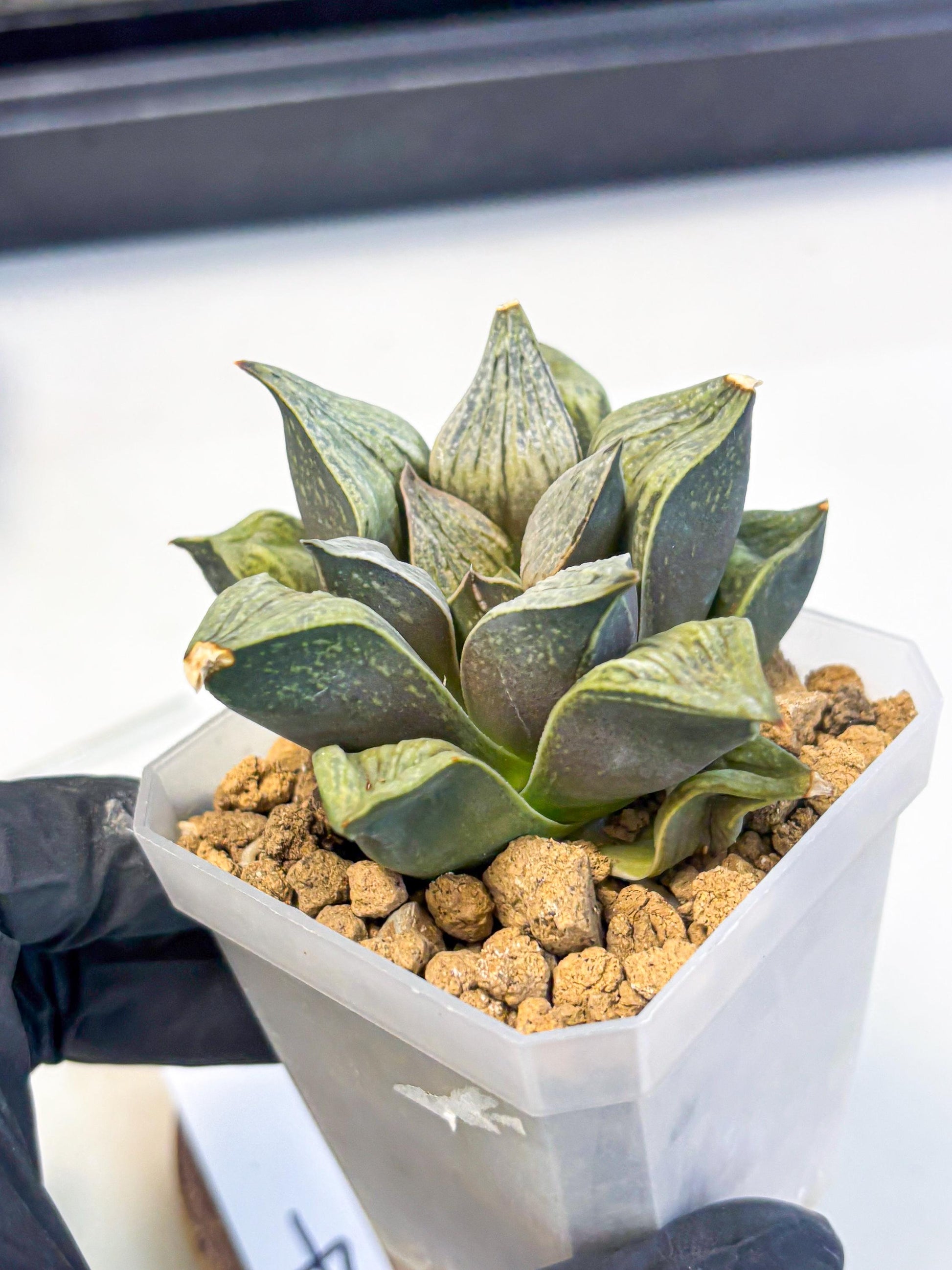 Haworthia Stabilo (wa4) (p4) | Rare Succulent