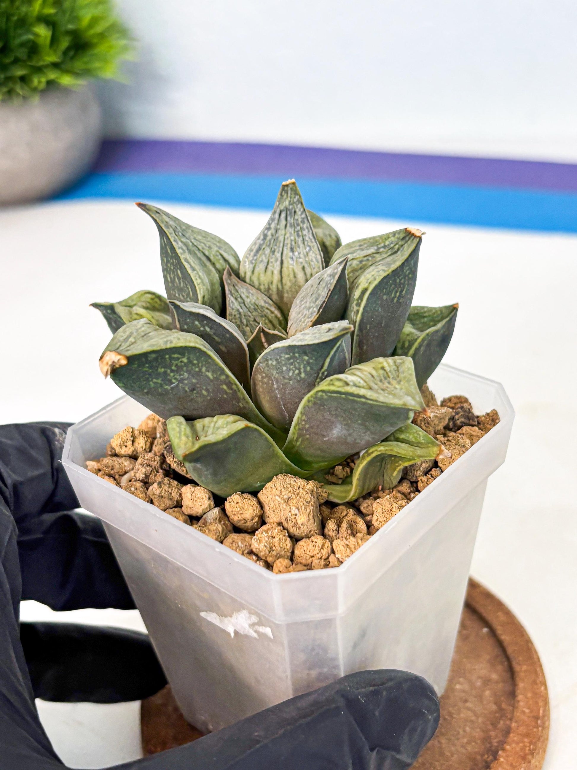 Haworthia Stabilo (wa4) (p4) | Rare Succulent