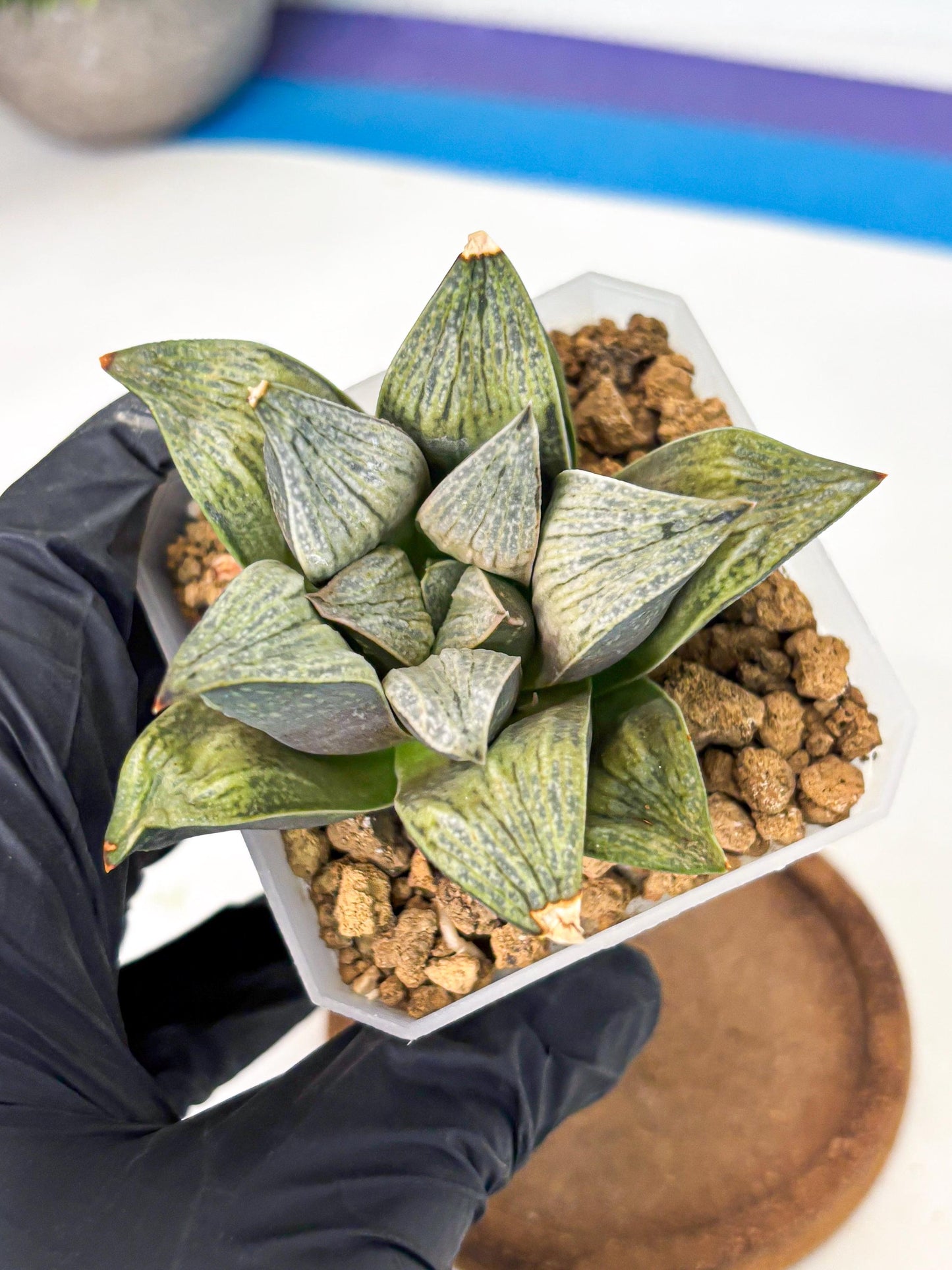 Haworthia Stabilo (wa4) (p4) | Rare Succulent