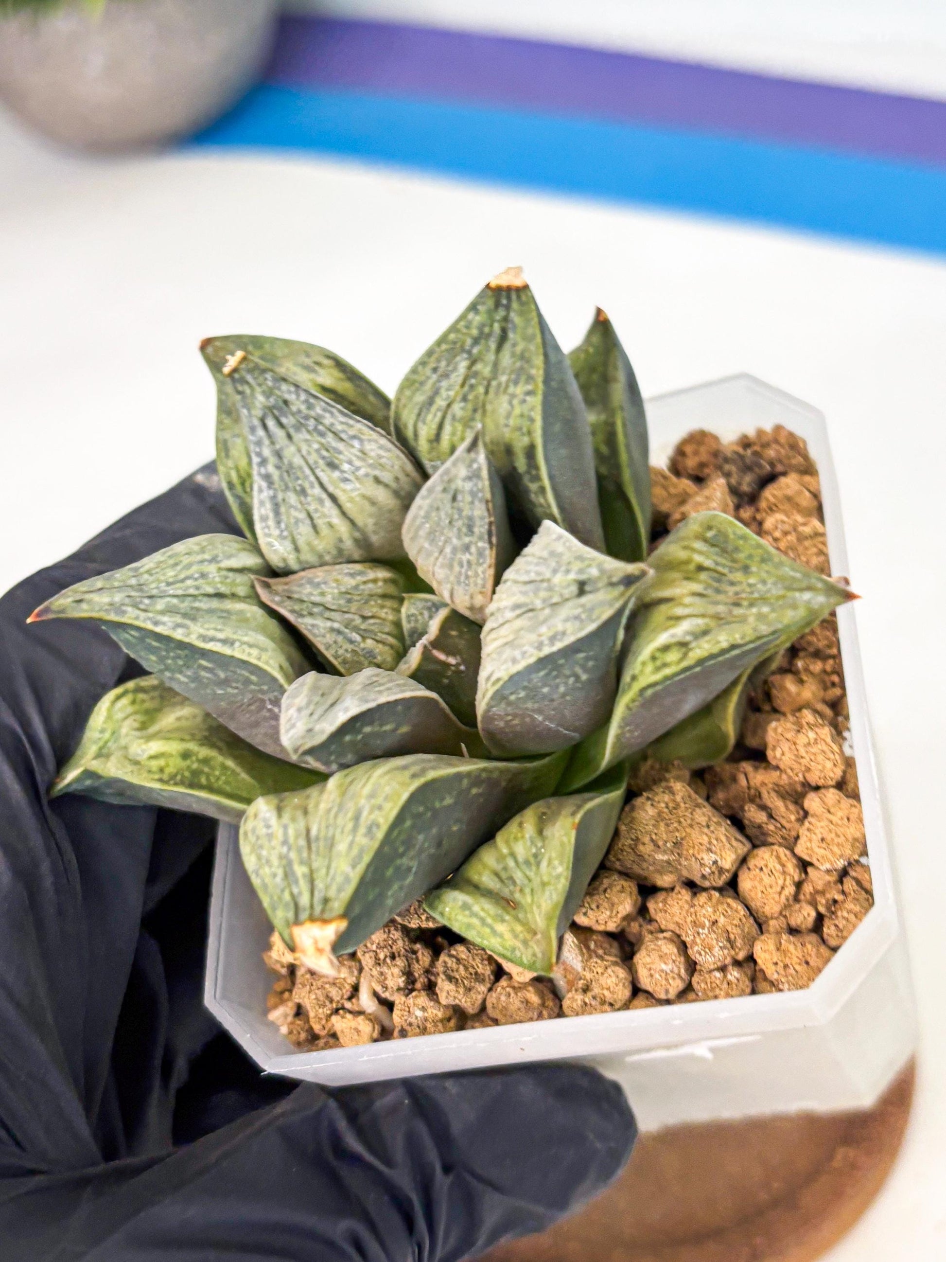 Haworthia Stabilo (wa4) (p4) | Rare Succulent