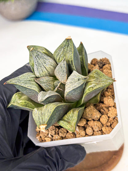 Haworthia Stabilo (wa4) (p4) | Rare Succulent