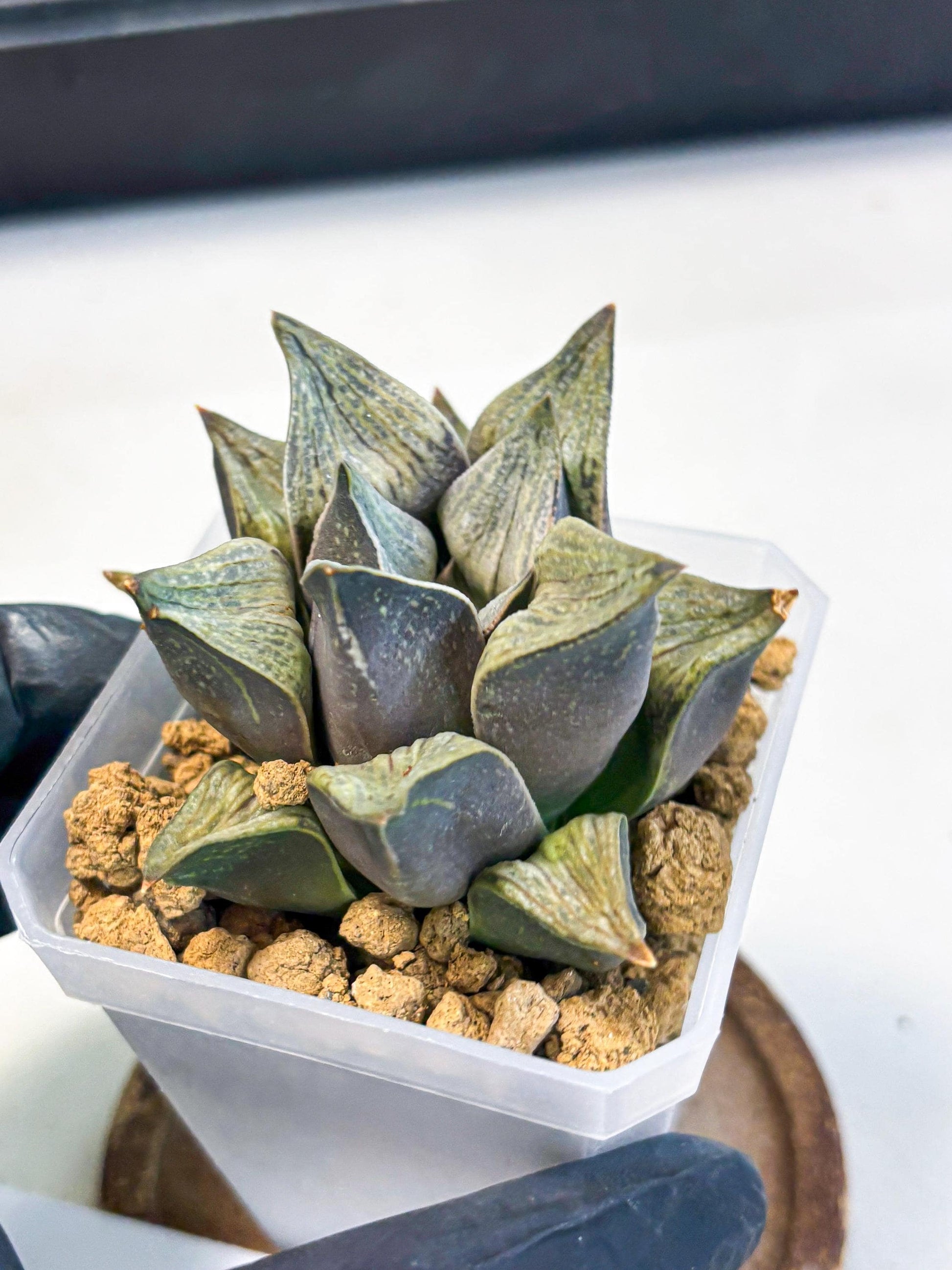 Haworthia Stabilo (wa4) (p5) | Rare Succulent